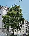 Schäffergasse 18-20 | Fassade