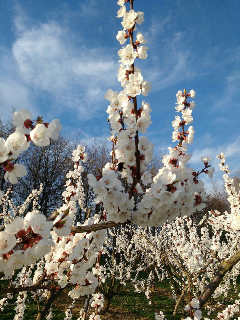 Marillenblühte