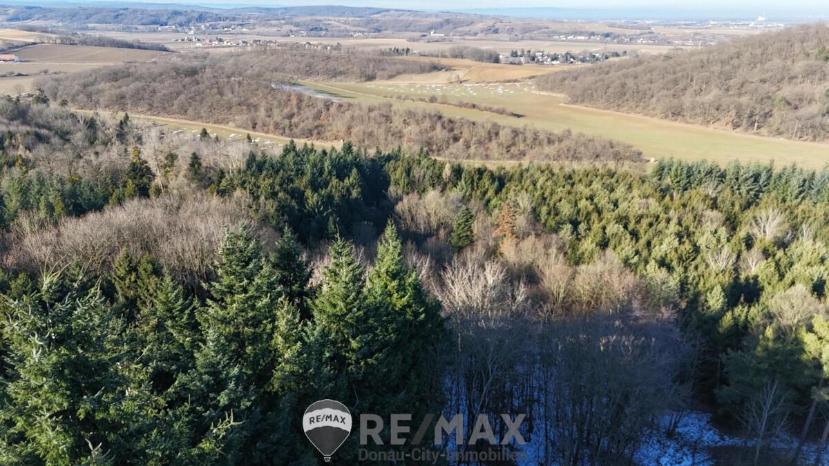 1 Teilansicht Wald und Umgebung