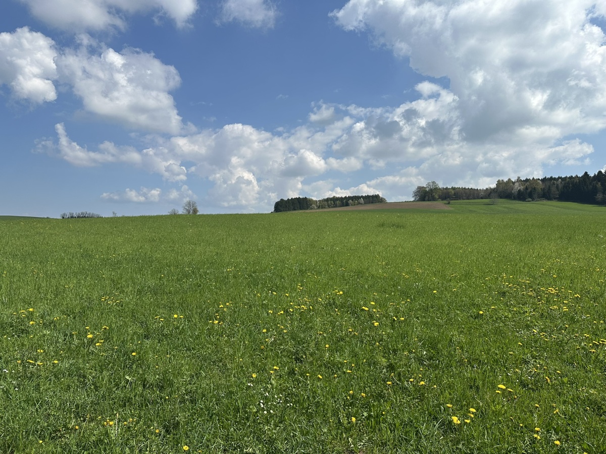 IMG_3167.JPEG