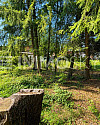 Naturgarten mit Baumbestand